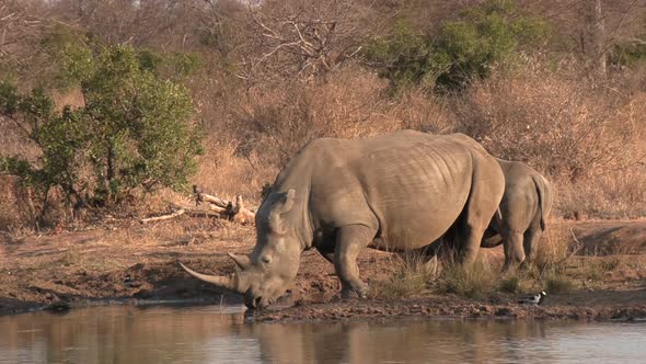 A Southern White Rhino takes a drink from the waterhole as her calf patiently waits by her side.
