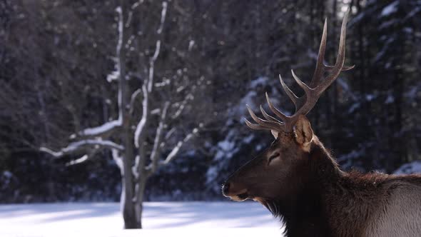 elk bull side profile looks at you slomo snow falling epic