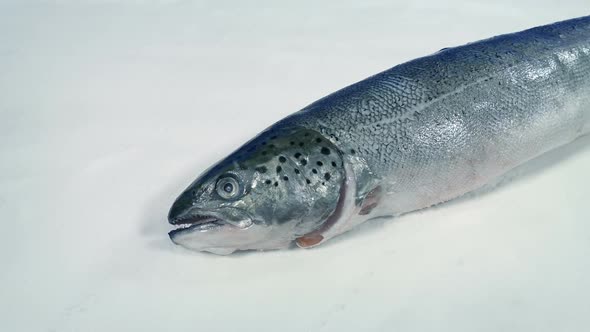 Salmon Fish On The Ice Rotating Shot
