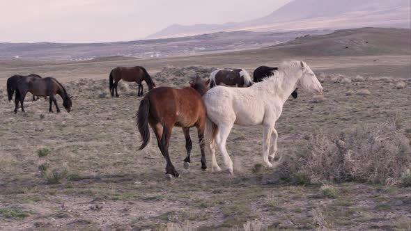 Brown and white wild horses playing with each other.
