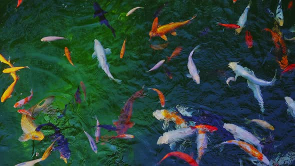 Goldfish in the pond. A group of colorful ornamental fish swims in the pool. Koi fish.