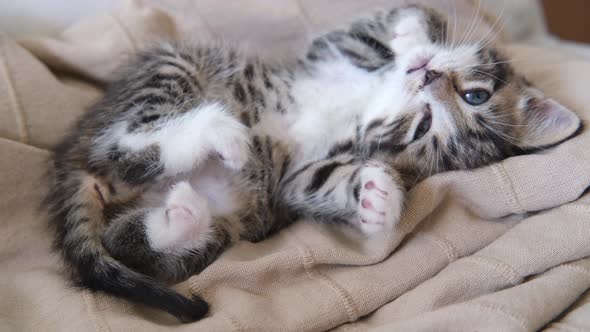 Striped Kitten Wakes Up Lies on Its Back Yawns and Stretches