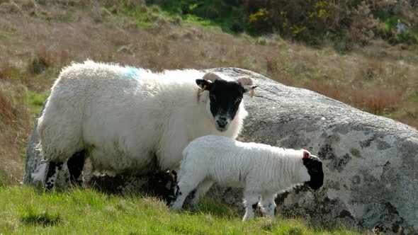 A Blackface Sheep Family in a Field in County Donegal  Ireland