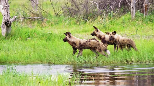 A pack of African Wild Dogs standing on a riverside, looking at something in the distance. Telephoto