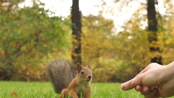 A Woman's Hand in Closeup Feeds a Fluffy Squirrel with Hazelnuts in an Autumn Park