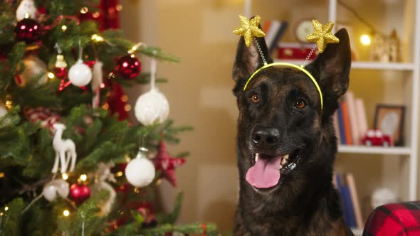 Dog Wearing Accessory with Stars on Head Closeup