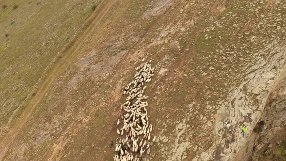 Aerial View of the Sheep Herd in the Mountains Mountain Landscape and Sheep Grazing