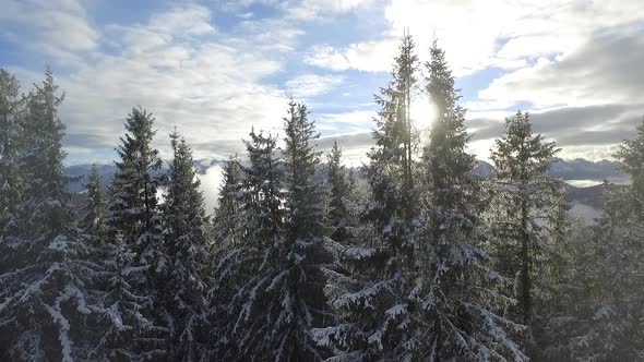 Ascending through fir trees, view to Hoernle mountains, Bavaria