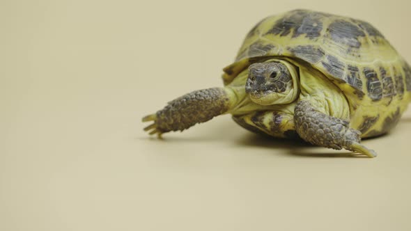 Turtle Chewing Food