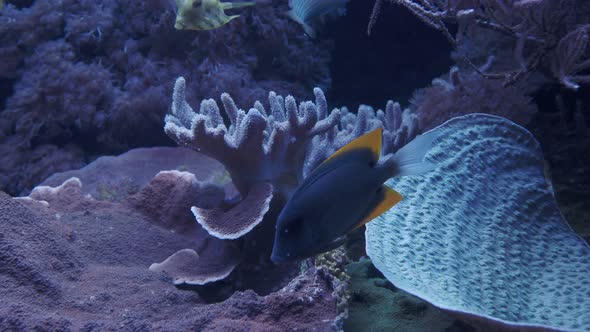 Group of coral fish. Tropical fish in the marine aquarium.