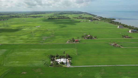 The Paddy Rice Fields of Kedah and Perlis, Malaysia