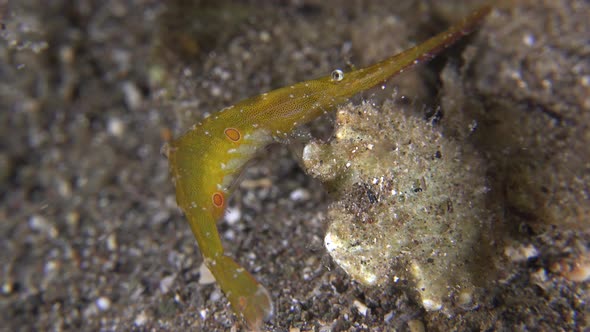 Close up of occelated saw blade shrimp with eggs at night.