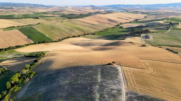 Overhead Aerial View of Lavender Fields in the Countryside, Summer Season, Drone Viewpoint