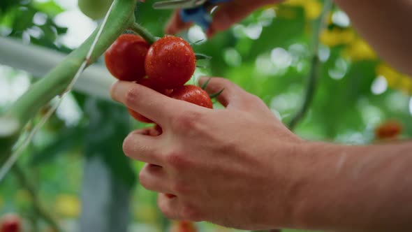 Closeup Farmer Picking Tomatoes in Farmland Greenhouse