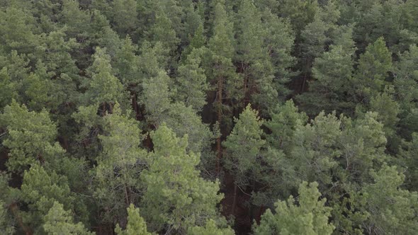 Trees in a Pine Forest During the Day Aerial View