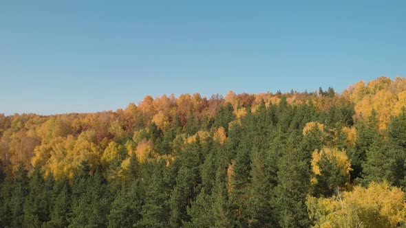 Green yellow forest