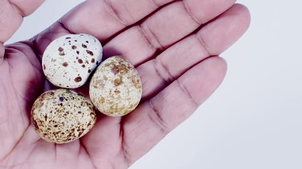 Hand Holding Some Quails Eggs