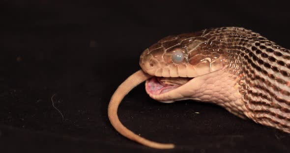 Rat Snake During the Swallowing Process