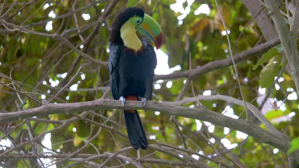 Prores footage of exotic Keel-Billef Toucan or Ramphastos Sulfuratus perched on branch of tree - Cle