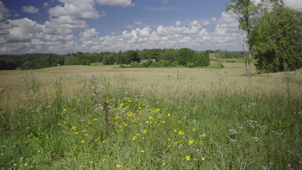 Summer Landscape From a Hill to the Fields of Latvia