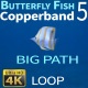Fish Copperband 5 - VideoHive Item for Sale