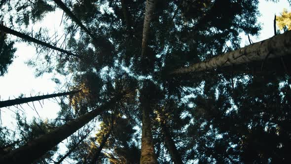 Forest with Canopy of Trees Viewed From Below