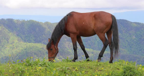 Horses Grazing on a Green Meadow in a Mountain Landscape