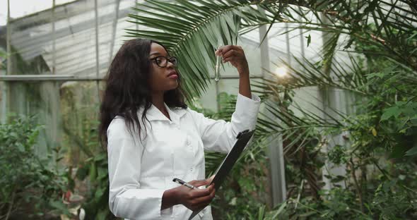 Biologist or Scientist African American Woman Working in a Botanical Garden