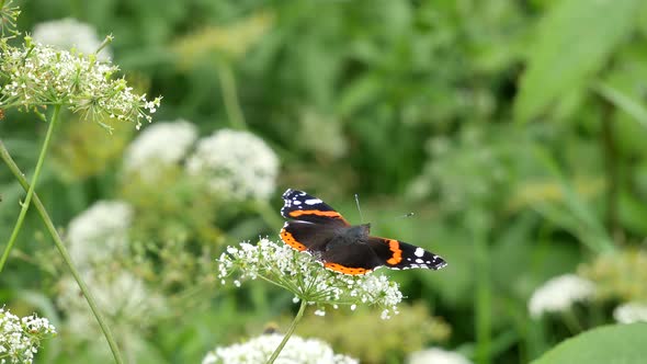 Butterfly And Bumblebee