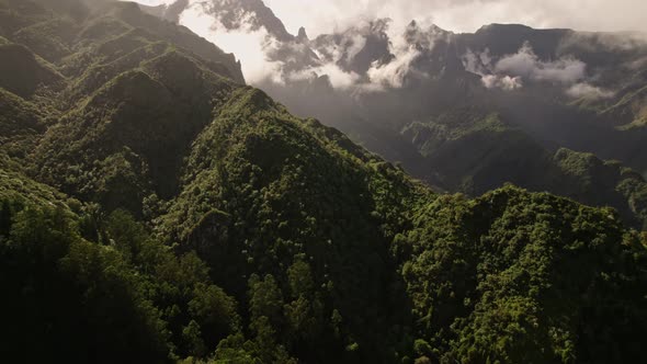 Green Tropical Forest In Madeira Island Portugal