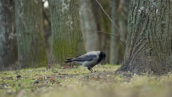 Grey Magpie Crow Bird Hides Food in the Ground Near the Tree