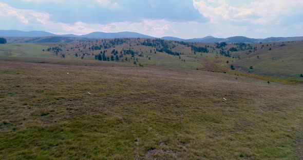 Aerial View. Flying over the field of forest