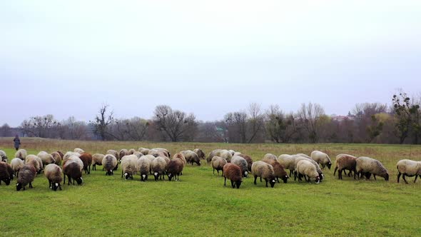 Sheep on pasture.