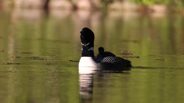 A Common Loon and Chick