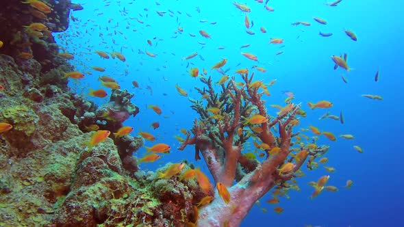 Underwater Sea Coral Reef