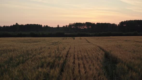 Barley Field at Sunrise