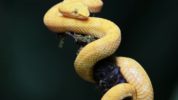Costa Rica Snake, Wildlife of Eyelash Viper Snake (bothriechis schlegelii), Dangerous Rainforest Ani