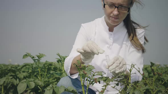 Female scientist researching pests