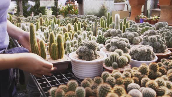 A woman picks out a potted cactus in a nursery shop and then returns it to the table.