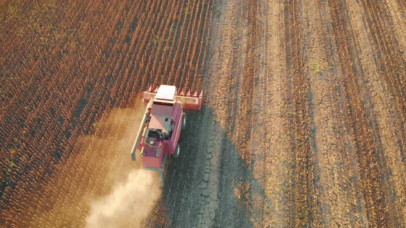 Aerial View Combine Is Working in the Field. Harvester Is Cutting Ripe, Dry Sunflowers. Beautiful