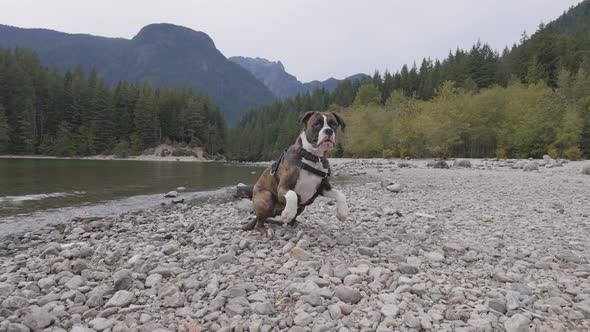 Cute Dog Boxer Playing on Rocky Beach in Canadian Nature