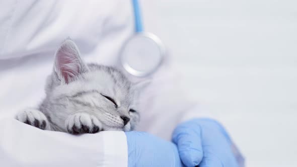 Veterinarian Doctor with Small Sleeping Gray Scottish Kitten in His Arms in Medical Animal Clinic