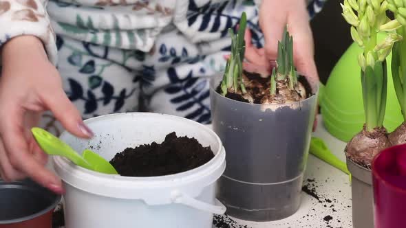 The Woman Transplants The Primroses Into A New Pot. Adds Soil To Daffodil And Hyacinth Bulbs