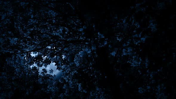 Moon Glows Through Tree Branches