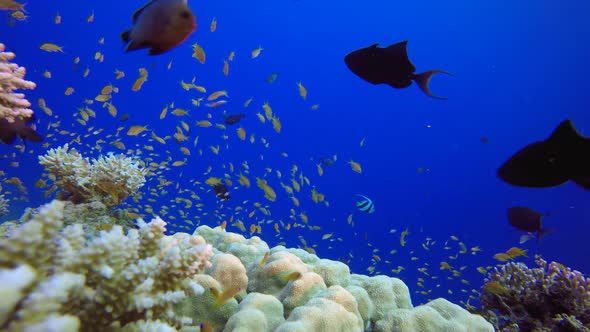 Tropical Underwater Sea Fishes