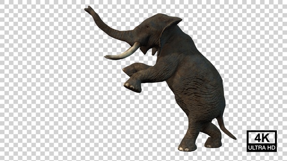 Elephant Standing On Hind Legs Side View