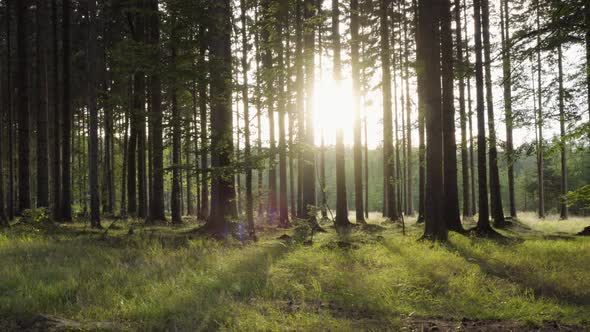 Inside a Forest, with Tall Trees, Sun Shines Through the Branches on an Early Evening