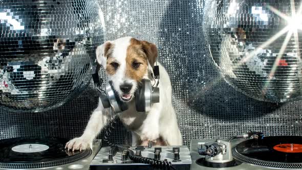 Dog Disco Puppy Animal Pet Funny Party Music Doggy