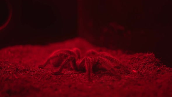 Tarantula