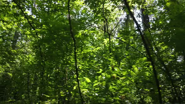 Green Forest with Trees By Day